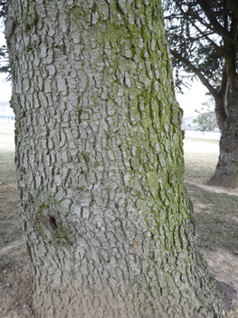 Gris clair, assez lisse et formant des plis horizontaux quand l'arbre est jeune, l'écorce s'écaille verticalement quand l'atlas prend de l'âge. Agrandir dans une nouvelle fenêtre (ou onglet)